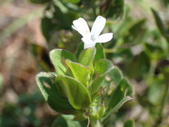 Dyschoriste burchellii