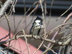 Parus minor