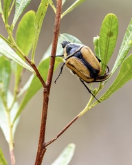 Diaphonia dispar