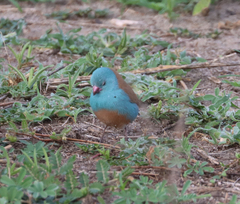 Uraeginthus cyanocephalus