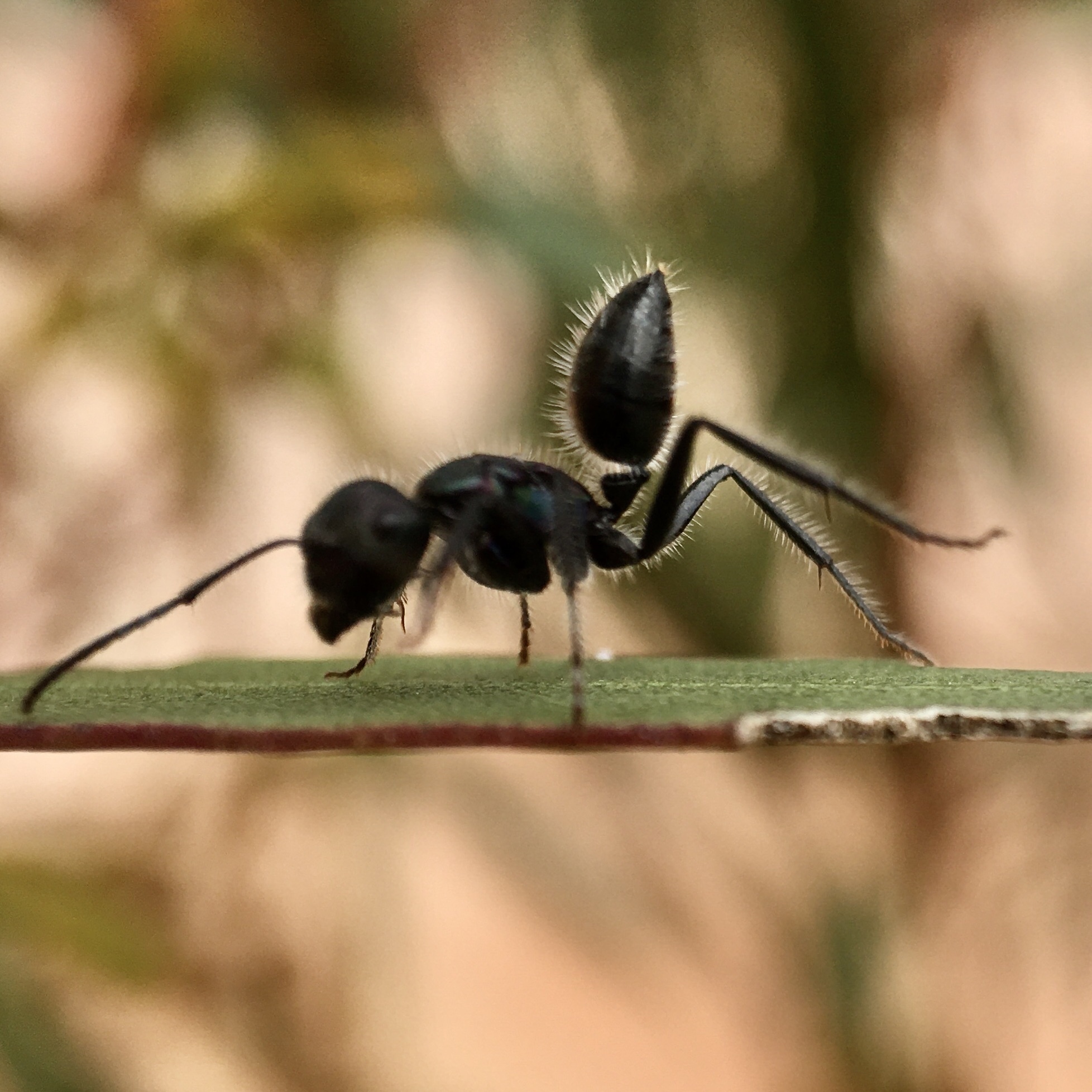 Calomyrmex purpureus