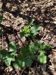 Lomatium lucidum