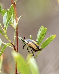 Diaphonia dispar