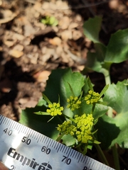 Lomatium lucidum
