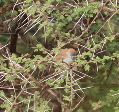 Uraeginthus cyanocephalus