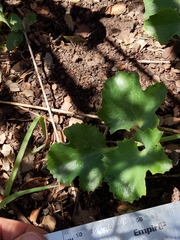 Lomatium lucidum