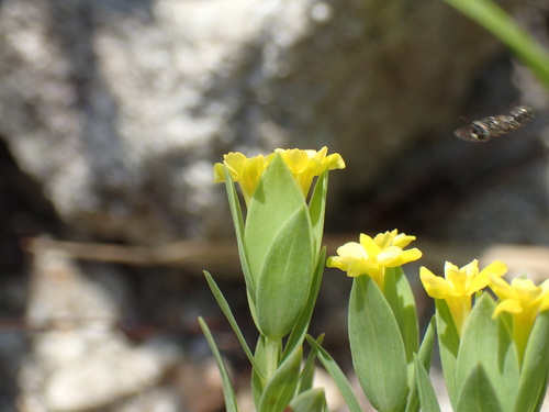 Image of Gnidia coriacea by (c) Mahomed Desai, some rights reserved (CC BY)