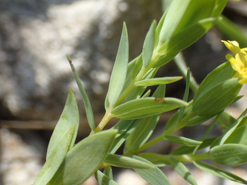 Image of Gnidia coriacea by (c) Mahomed Desai, some rights reserved (CC BY)