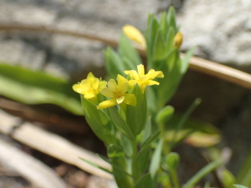 Image of Gnidia coriacea by (c) Mahomed Desai, some rights reserved (CC BY)