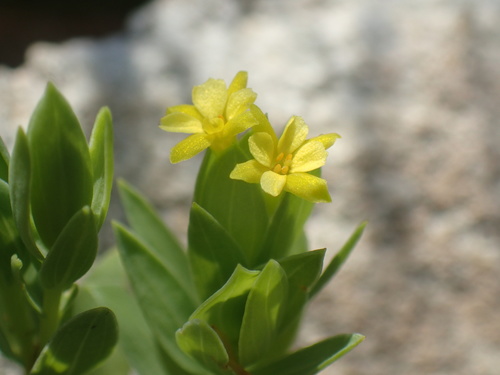 Image of Gnidia coriacea by (c) Mahomed Desai, some rights reserved (CC BY)