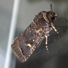 Proteuxoa hydraecioides