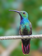 Green-Breasted Mango photo 4