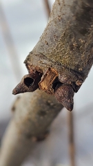 Biorhiza caepuliforme