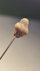 Biorhiza caepuliforme