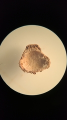 Biorhiza caepuliforme