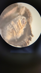 Biorhiza caepuliforme