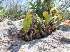 Polystachya pubescens