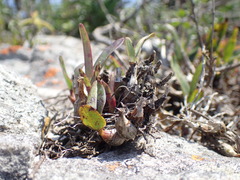 Polystachya pubescens
