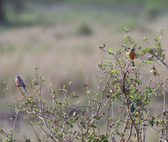 Melaenornis semipartitus