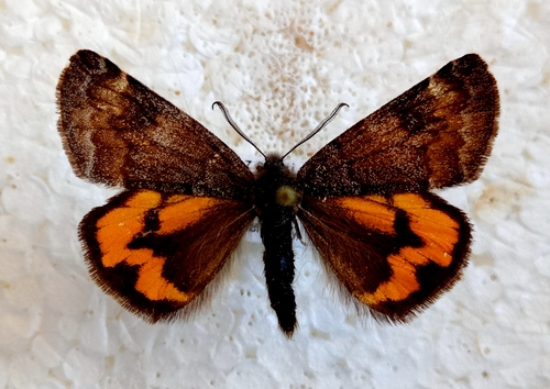 Light Orange Underwing