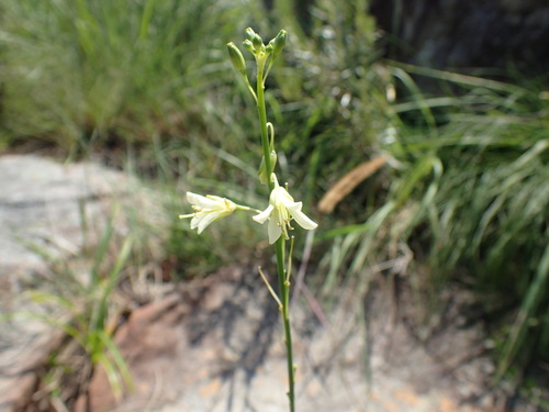 Image of Heliophila elongata by (c) Mahomed Desai, some rights reserved (CC BY)