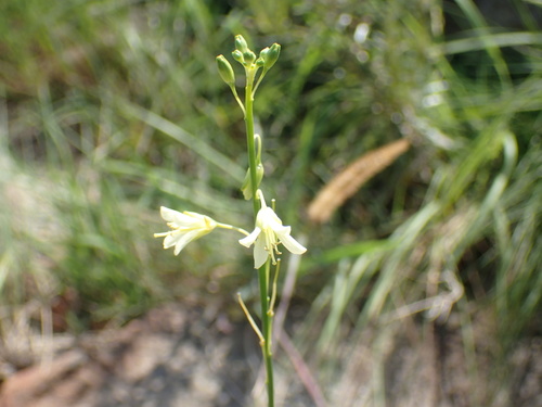 Image of Heliophila elongata by (c) Mahomed Desai, some rights reserved (CC BY)