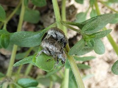 Philopedon plagiatum