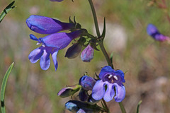 Penstemon subglaber