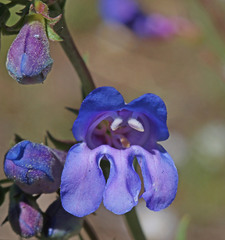 Penstemon subglaber