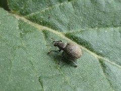 Philopedon plagiatum
