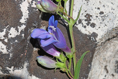 Penstemon subglaber