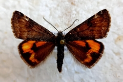 Boudinotiana notha