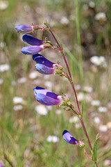 Penstemon subglaber