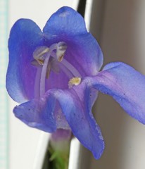 Penstemon subglaber