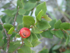 Cryptocarya wyliei