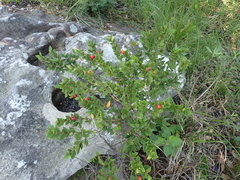 Cryptocarya wyliei
