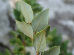 Cryptocarya wyliei