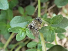 Philopedon plagiatum