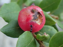 Cryptocarya wyliei