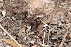 Dindymus circumcinctus