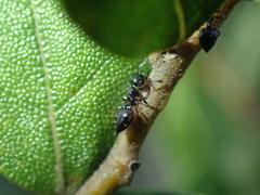 Crematogaster liengmei weitzeckeri