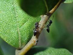 Crematogaster liengmei weitzeckeri