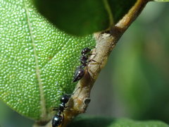 Crematogaster liengmei weitzeckeri