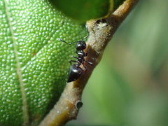 Crematogaster liengmei weitzeckeri
