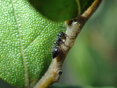 Crematogaster liengmei weitzeckeri