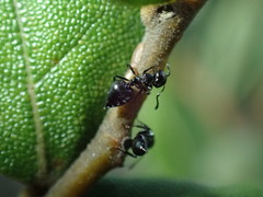 Crematogaster liengmei weitzeckeri