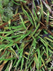 Juncus antarcticus