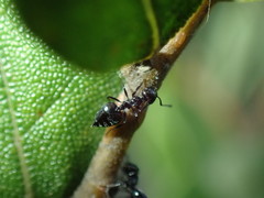 Crematogaster liengmei weitzeckeri