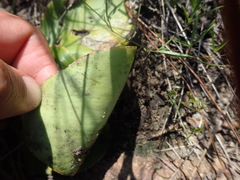 Ledebouria ovatifolia