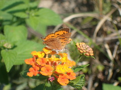 Chrysoritis natalensis
